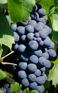 Gamay - odrůda pro vína z Beaujolais